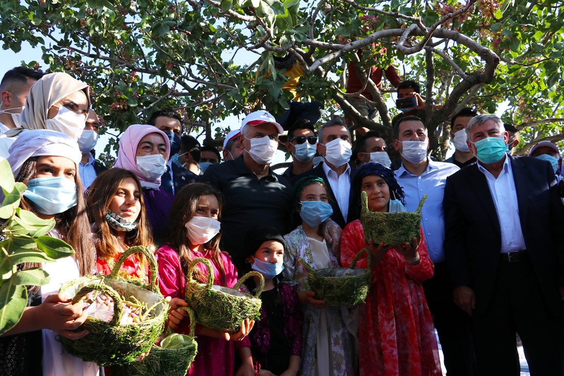 BİNALİ YILDIRIM KARAKÖPRÜ’DE FISTIK HASADINA KATILDI