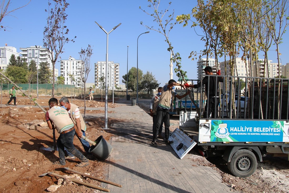 Haliliye Belediyesi, Parklarda çalışmaları titizlikle yürütüyor