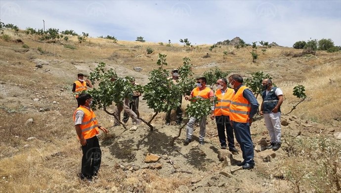 Siirt’te Aşılanan Yabani Menengiç Ağaçlarının Bakımı ve Kontrolleri Yapılıyor