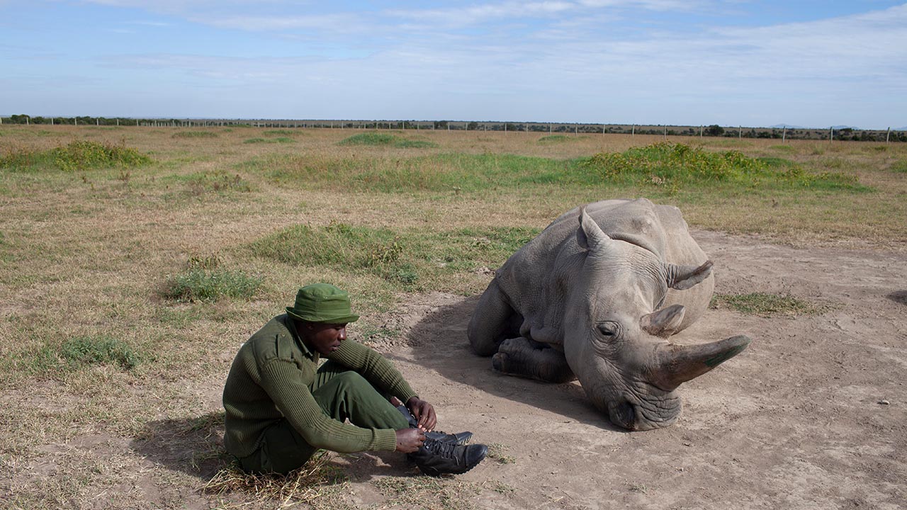 BBC Earth ekranlarında   Sir David Attenborough’tan “Bir Yok Oluş Hikayesi “